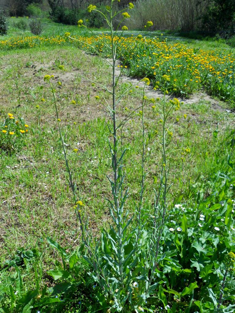 Isatis tinctoria